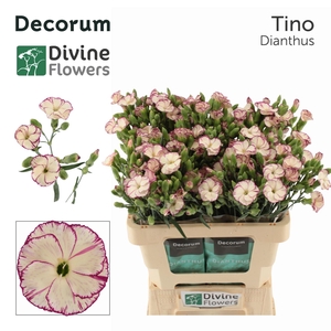 Dianthus TR 'Solomio Tino'