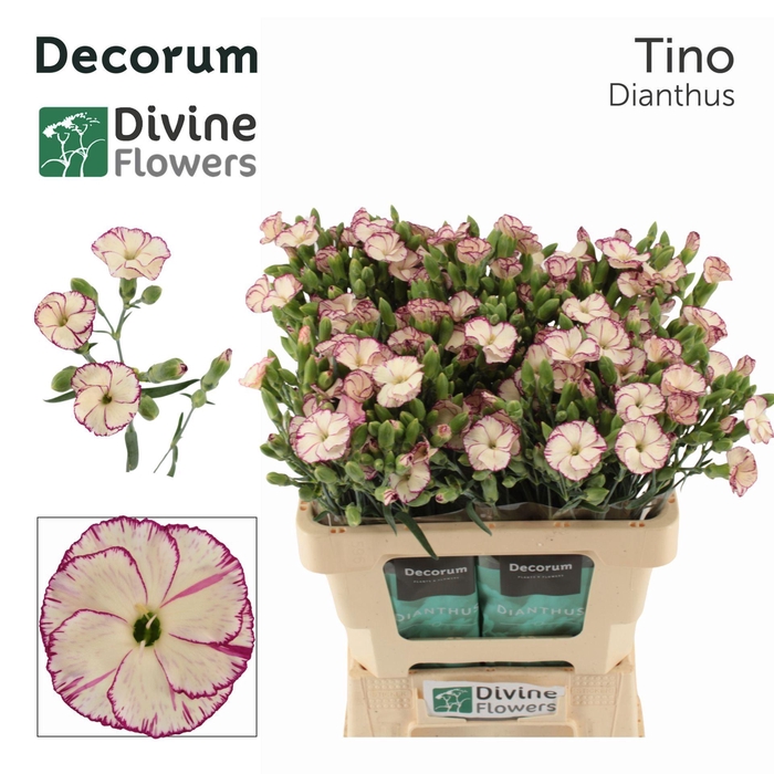<h4>Dianthus TR 'Solomio Tino'</h4>