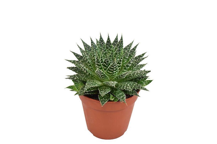 <h4>Aloe  'Zambezi'</h4>
