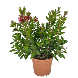 Callistemon citrinus