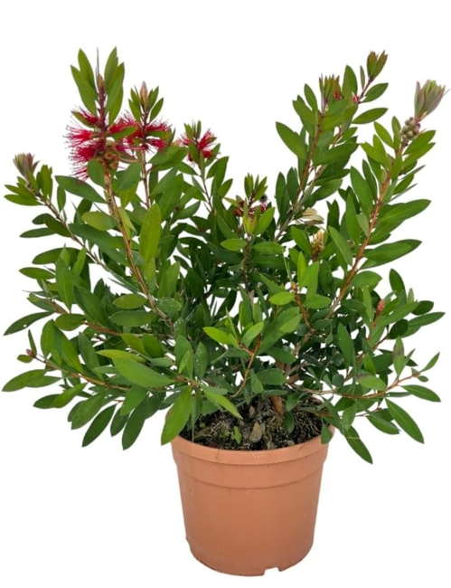 <h4>Callistemon citrinus</h4>