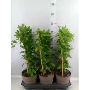 Plumbago auriculata