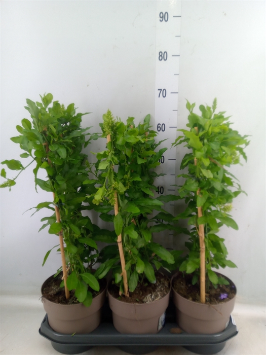 <h4>Plumbago auriculata</h4>