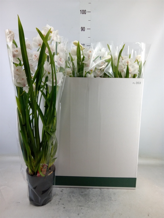 <h4>Cymbidium   ...</h4>