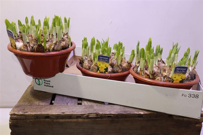 <h4>Narc O Tete A Tete</h4>