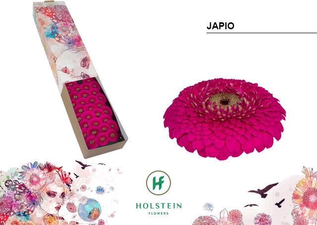 <h4>Germini Pomponi Japio Doos</h4>