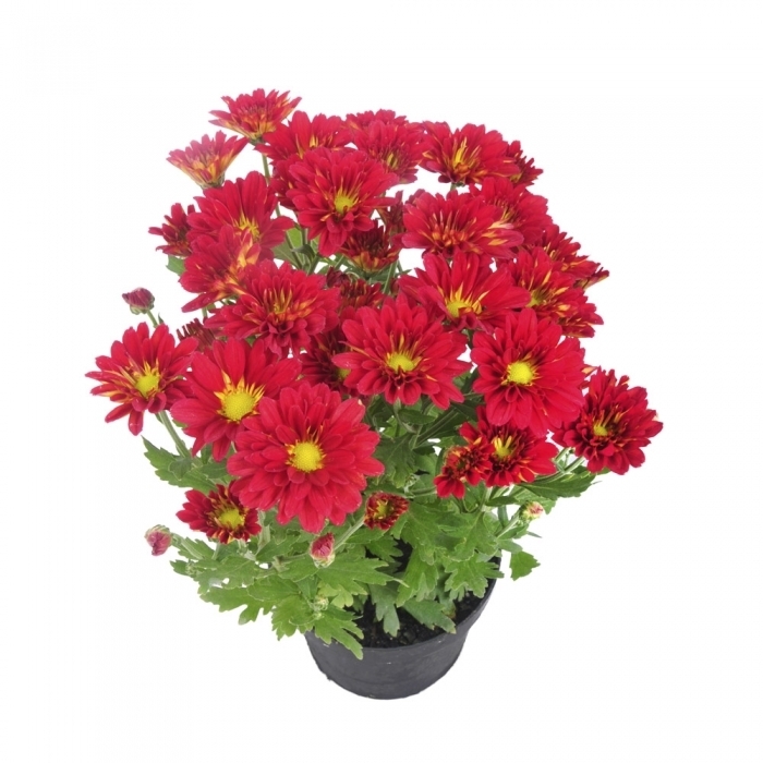 <h4>CRISANTEMO MINI P11 VERMELHO</h4>
