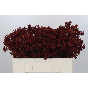 Kangaroo Paw Red Gem