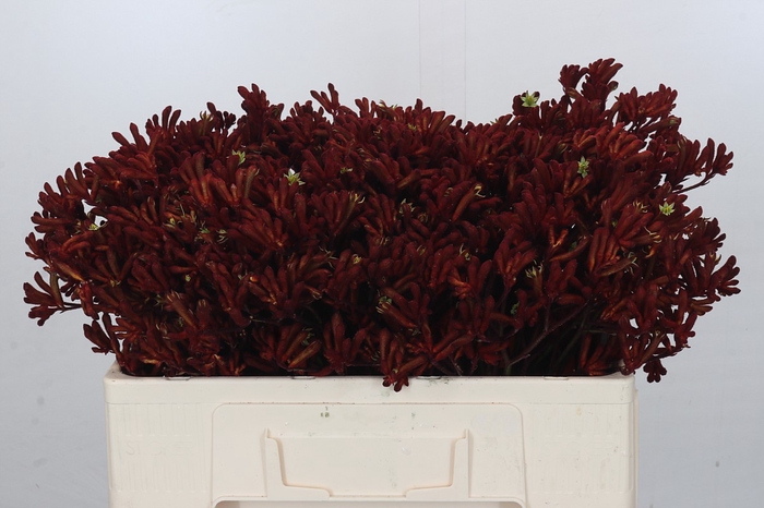 <h4>Kangaroo Paw Red Gem</h4>