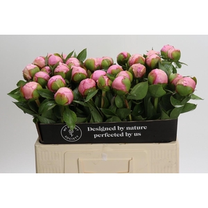 Paeonia Angel Cheeks