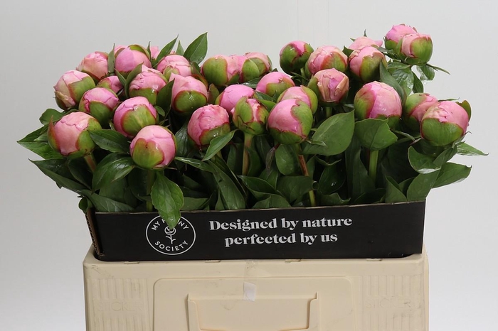 <h4>Paeonia Angel Cheeks</h4>