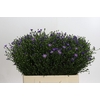 Aster Casamare