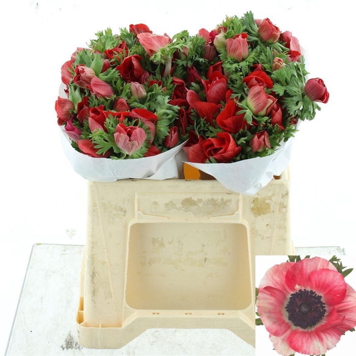 <h4>ANEM CO MIS + RED</h4>