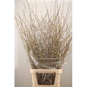 CORYLOPSIS S CYNTHIA 140CM