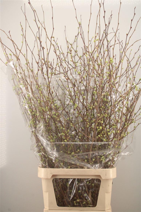 <h4>CORYLOPSIS S CYNTHIA 140CM</h4>