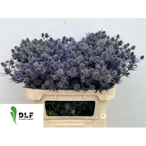 Eryngium Nila Mavicta 70cm