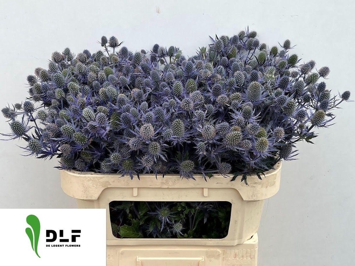 <h4>Eryngium Nila Mavicta 70cm</h4>