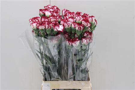 <h4>Di St Bacarat</h4>