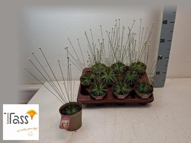 <h4>SYNGONANTHUS MIKADO</h4>