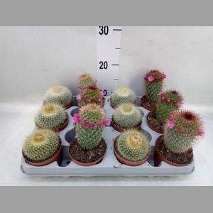 Cactus   ...flowering mix