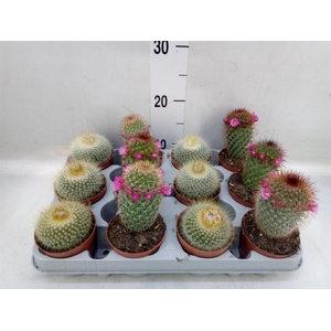 Cactus   ...flowering mix