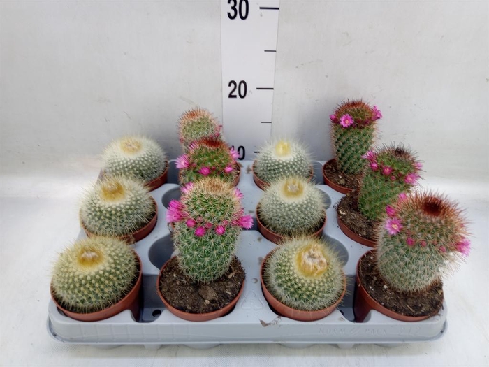 <h4>Cactus   ...flowering mix</h4>
