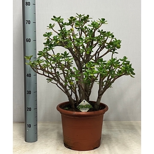 CRASS OVATA