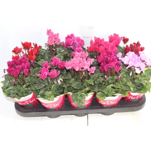 CYCLAMEN MINI P11