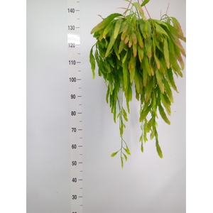 Pseudorhipsalis ramulosa