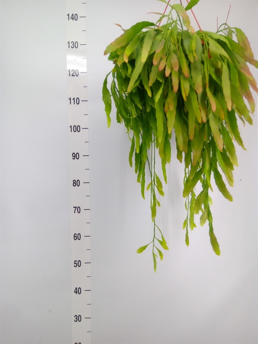 <h4>Pseudorhipsalis ramulosa</h4>