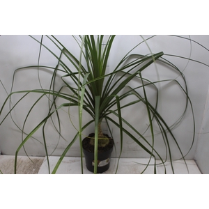 BEAUCARNEA P17