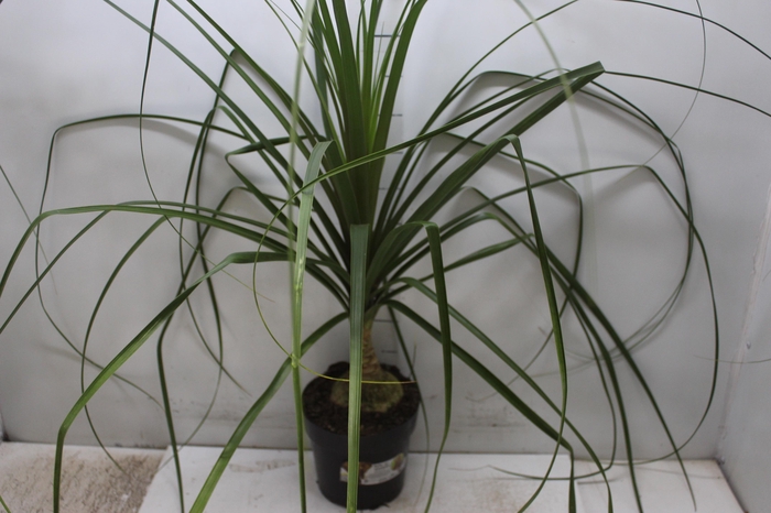 <h4>BEAUCARNEA P17</h4>