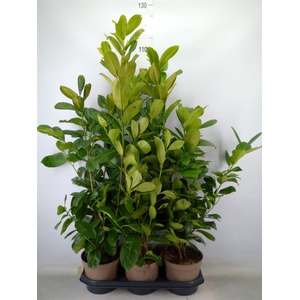 Prunus lauroc. 'Rotundifolia'