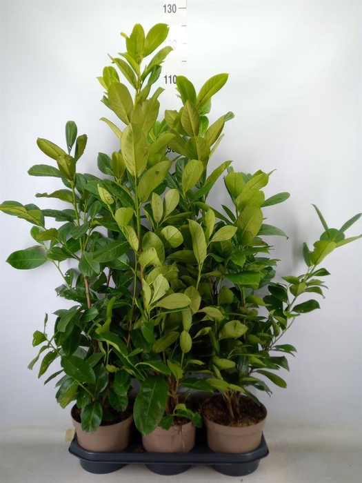 <h4>Prunus lauroc. 'Rotundifolia'</h4>