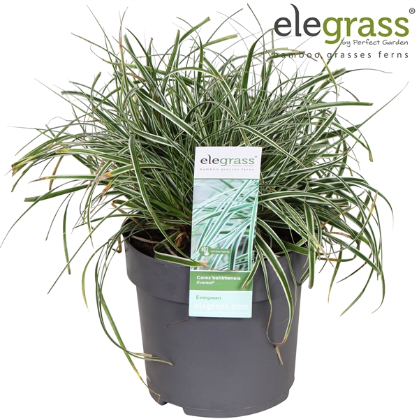 <h4>Carex oshimensis 'Everest' P14</h4>