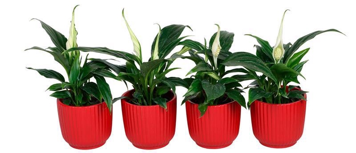 <h4>SPATHIPHYLLUM WALLISII</h4>