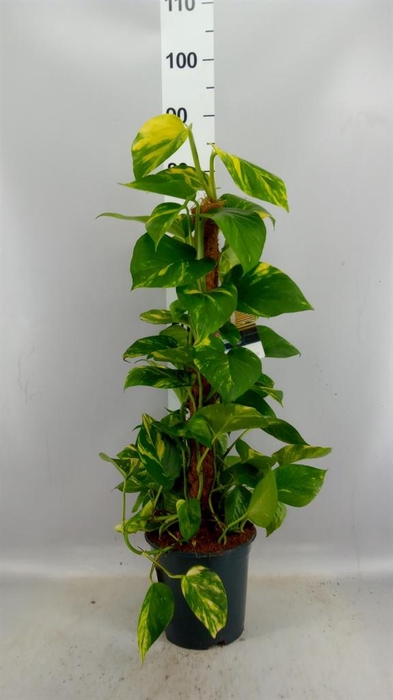 <h4>Epipremnum pinn. ...moss stick</h4>