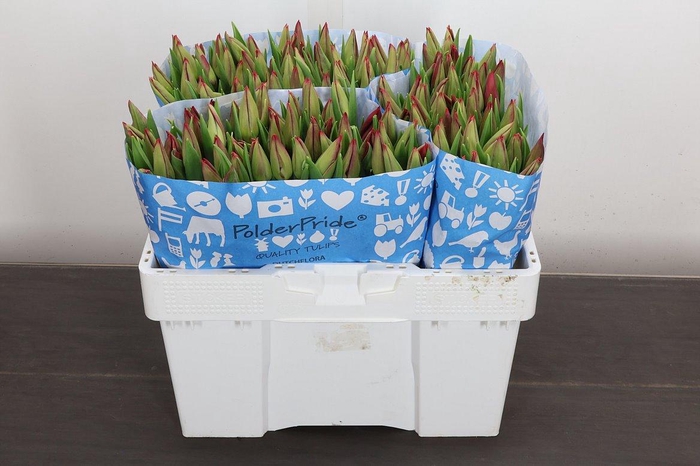 <h4>Tu En Strong Love</h4>