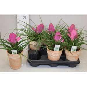 ARR TILLANDSIA