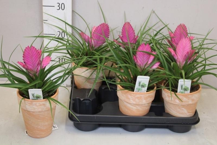 ARR TILLANDSIA