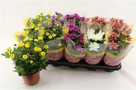 <h4>Chrys Gevuldbl Gem</h4>