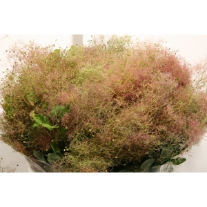 Cotinus Pruik P Bunch