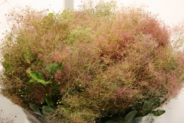 Cotinus Pruik P Bunch