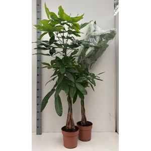 PACHIRA AQUATICA