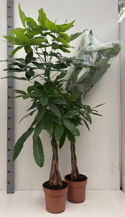 <h4>PACHIRA AQUATICA</h4>