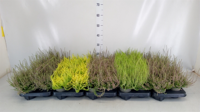 <h4>Calluna vulg.   ...</h4>