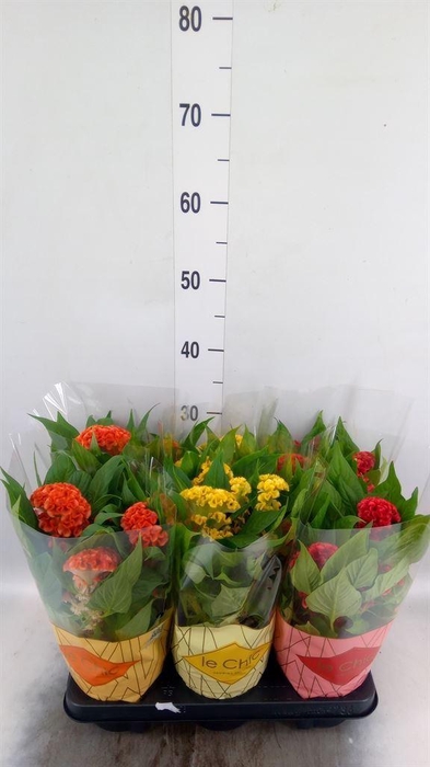 <h4>Celosia arg. CR 'Twisted'   ...mix</h4>