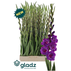Glad Gr Dreamy Violet Gladz