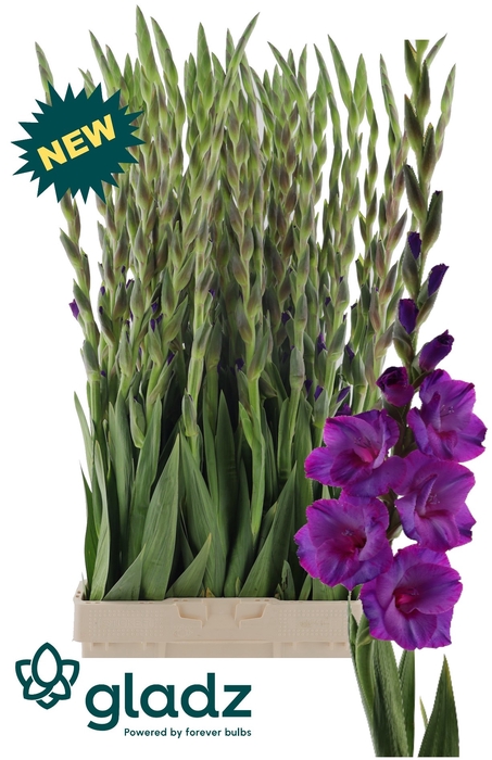 <h4>Glad Gr Dreamy Violet Gladz</h4>