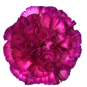 Di St Purple Sky Bicolor 75cm CO